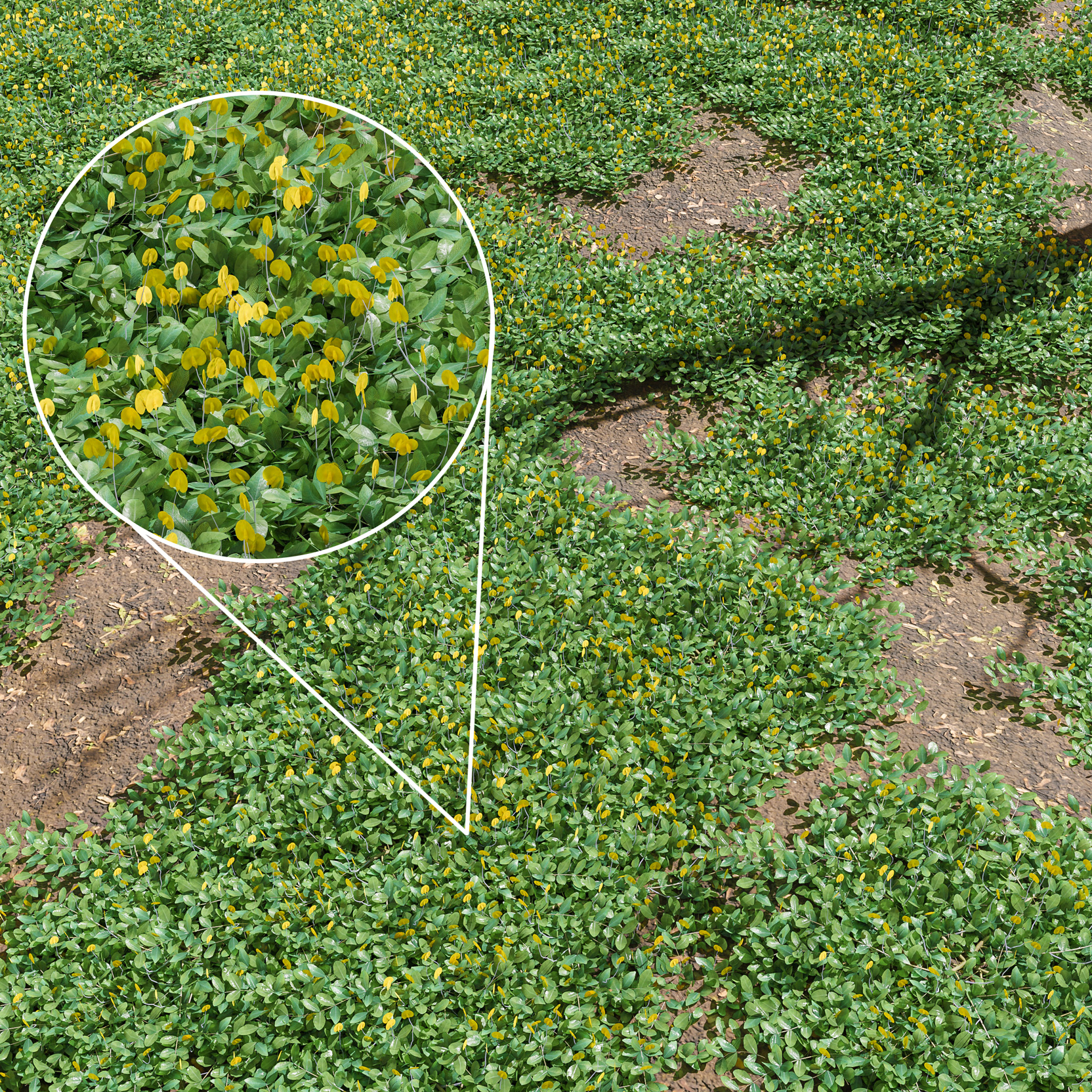 HQ Bundle Arachis Pintoi Plant